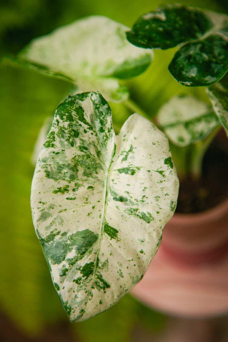 Zdjęcie rosliny doniczkowej Alocasia macrorrhiza Camouflage, ujęcie 1