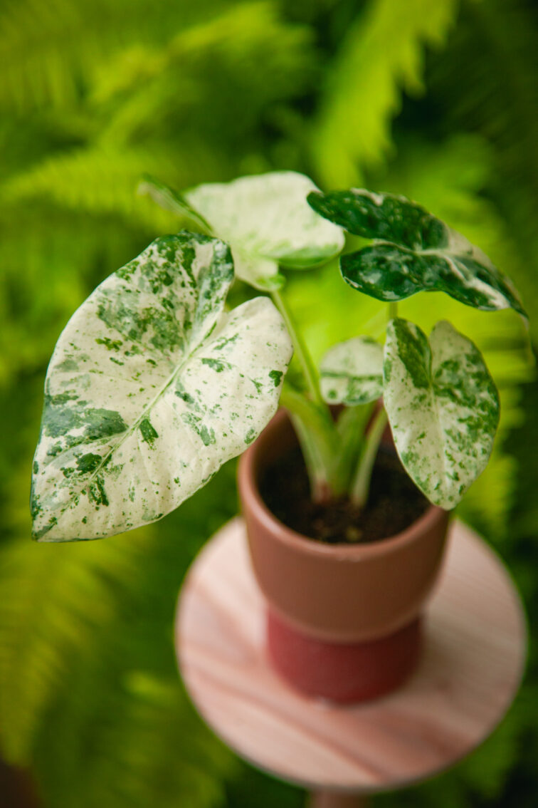 Zdjęcie rosliny doniczkowej Alocasia macrorrhiza Camouflage, ujęcie 2