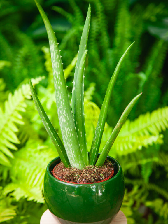 Zdjęcie rosliny doniczkowej Aloe Vera (Aloes), ujęcie 1