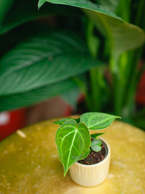 Zdjęcie rosliny doniczkowej Anthurium clarinervum, ujęcie 1