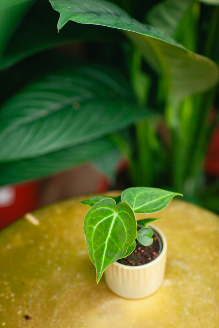 Zdjęcie rosliny doniczkowej Anthurium clarinervum, ujęcie 1