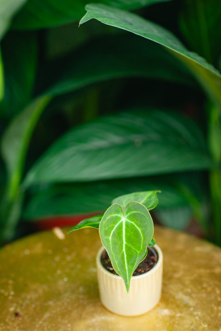 Zdjęcie rosliny doniczkowej Anthurium clarinervum, ujęcie 2