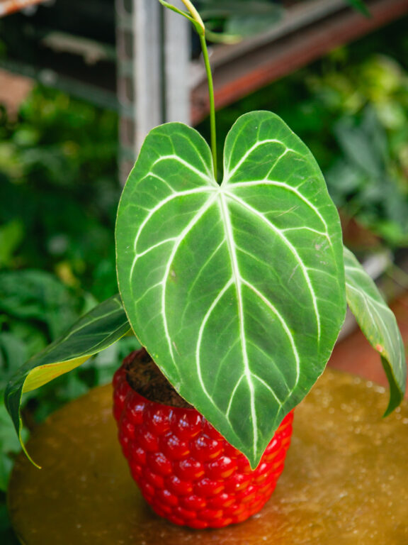 Zdjęcie rosliny doniczkowej Anthurium Magnificum, ujęcie 1