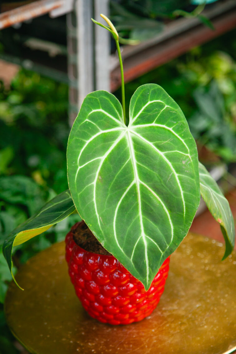 Zdjęcie rosliny doniczkowej Anthurium Magnificum, ujęcie 1