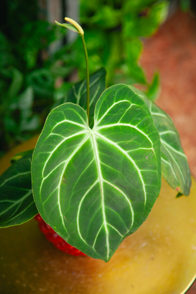 Zdjęcie rosliny doniczkowej Anthurium Magnificum, ujęcie 2