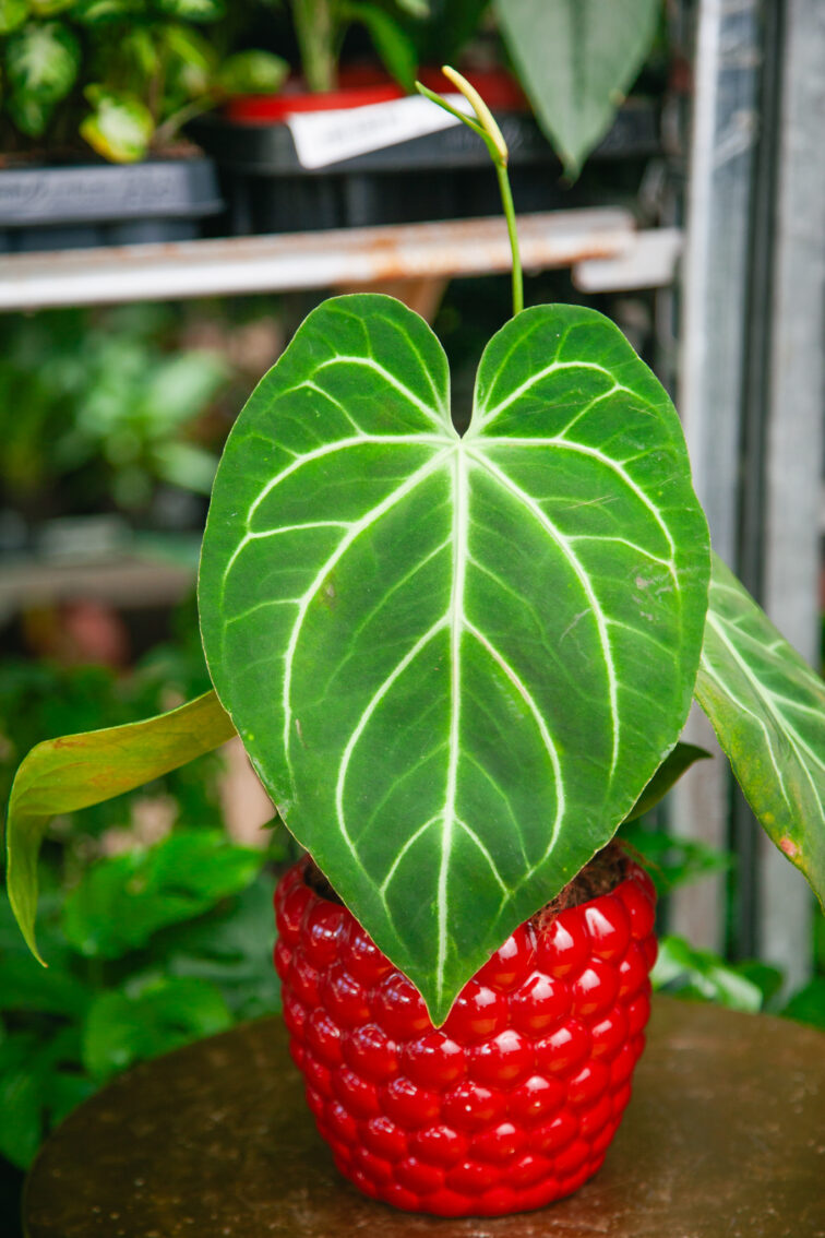 Zdjęcie rosliny doniczkowej Anthurium Magnificum, ujęcie 3