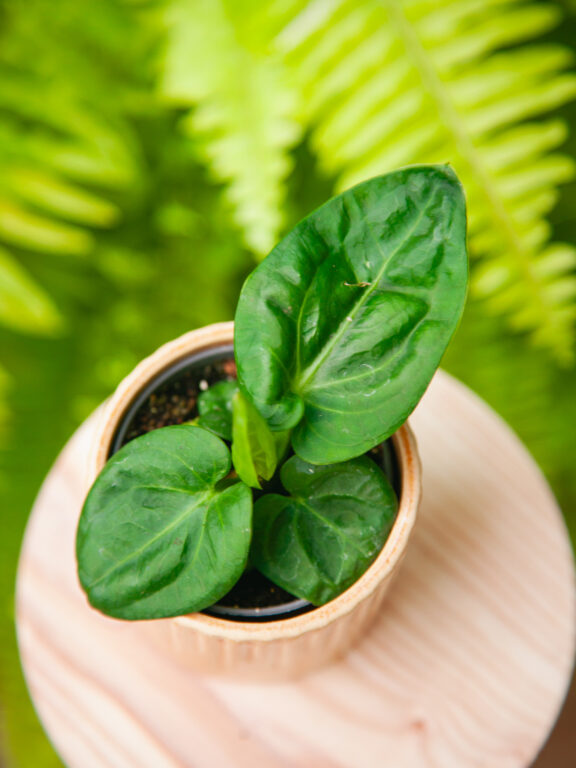 Zdjęcie rosliny doniczkowej Anthurium villenaorum, ujęcie 1