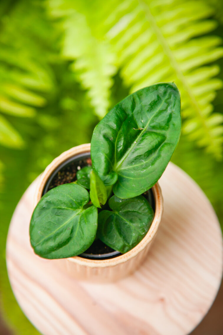 Zdjęcie rosliny doniczkowej Anthurium villenaorum, ujęcie 1