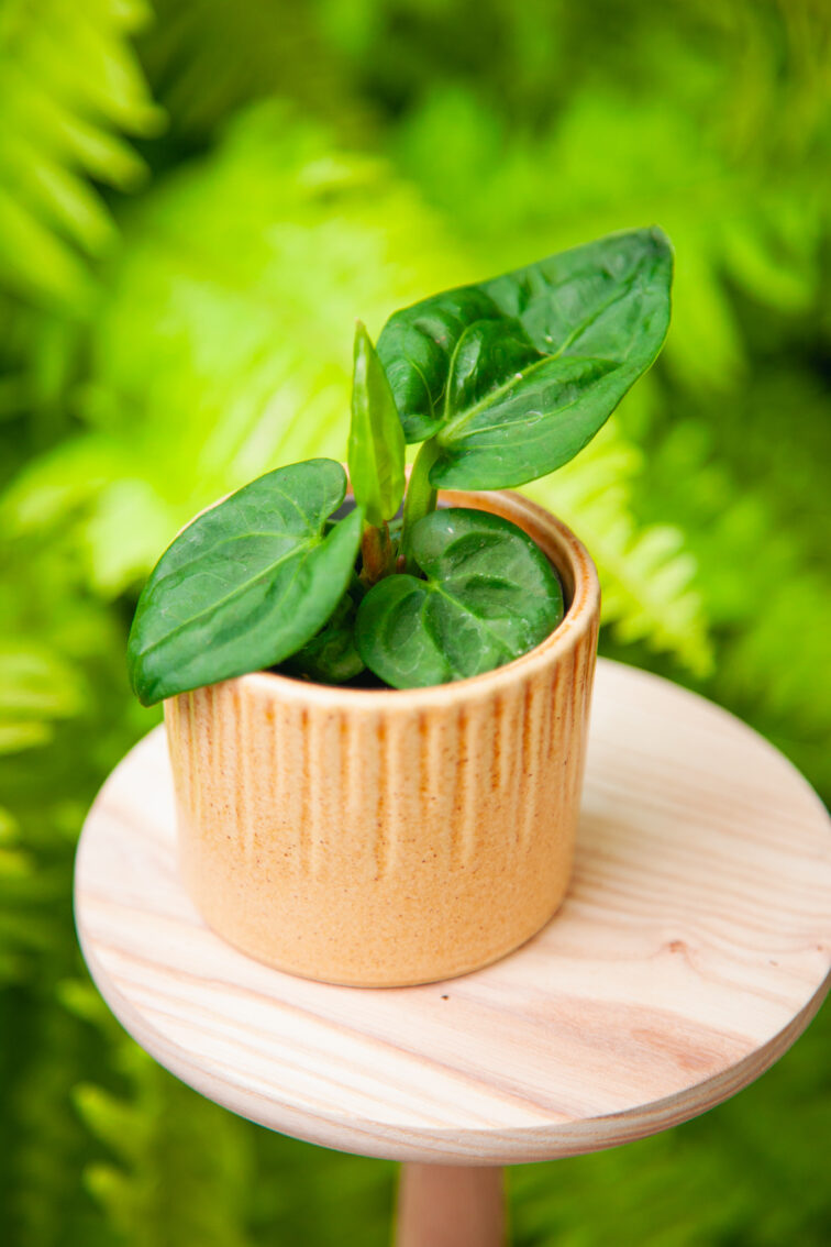 Zdjęcie rosliny doniczkowej Anthurium villenaorum, ujęcie 2