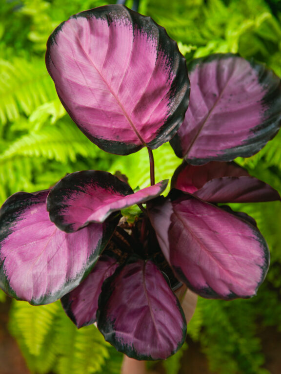 Zdjęcie rosliny doniczkowej Calathea roseopicta Rosy (Kalatea), ujęcie 1