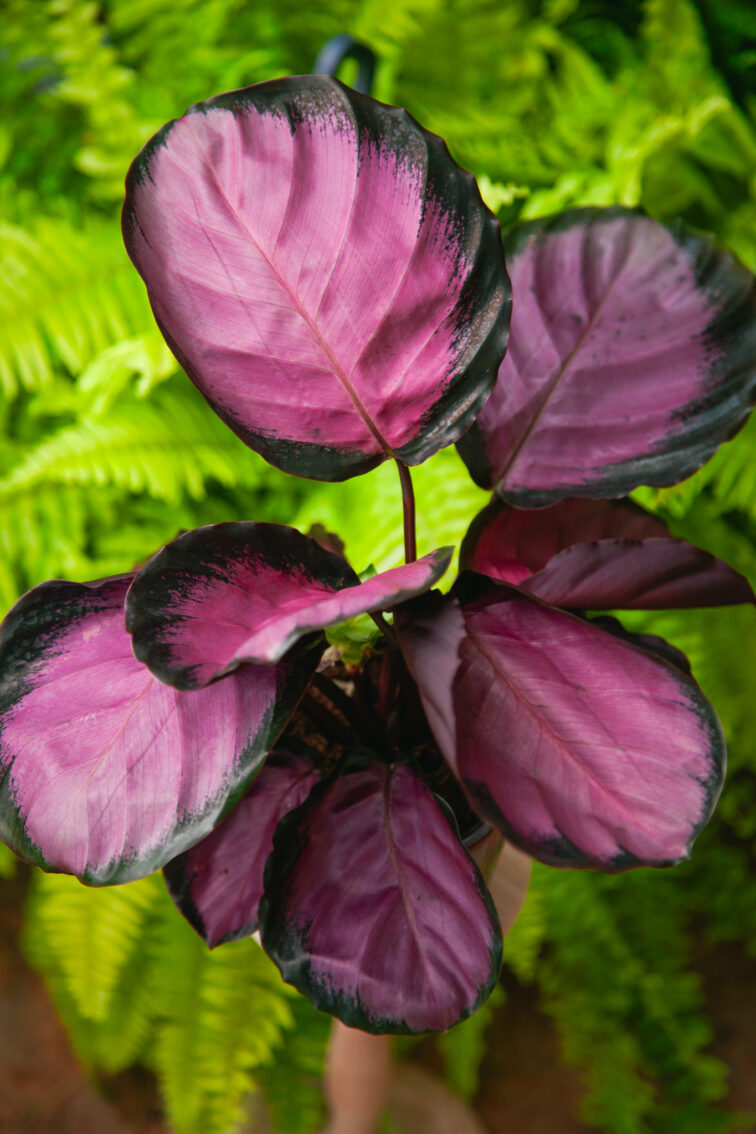 Zdjęcie rosliny doniczkowej Calathea roseopicta Rosy (Kalatea), ujęcie 1