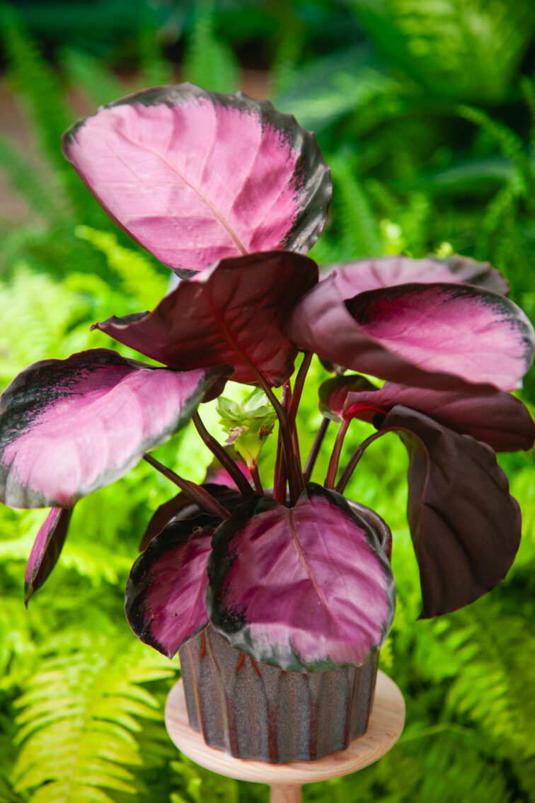 Zdjęcie rosliny doniczkowej Calathea roseopicta Rosy (Kalatea), ujęcie 2