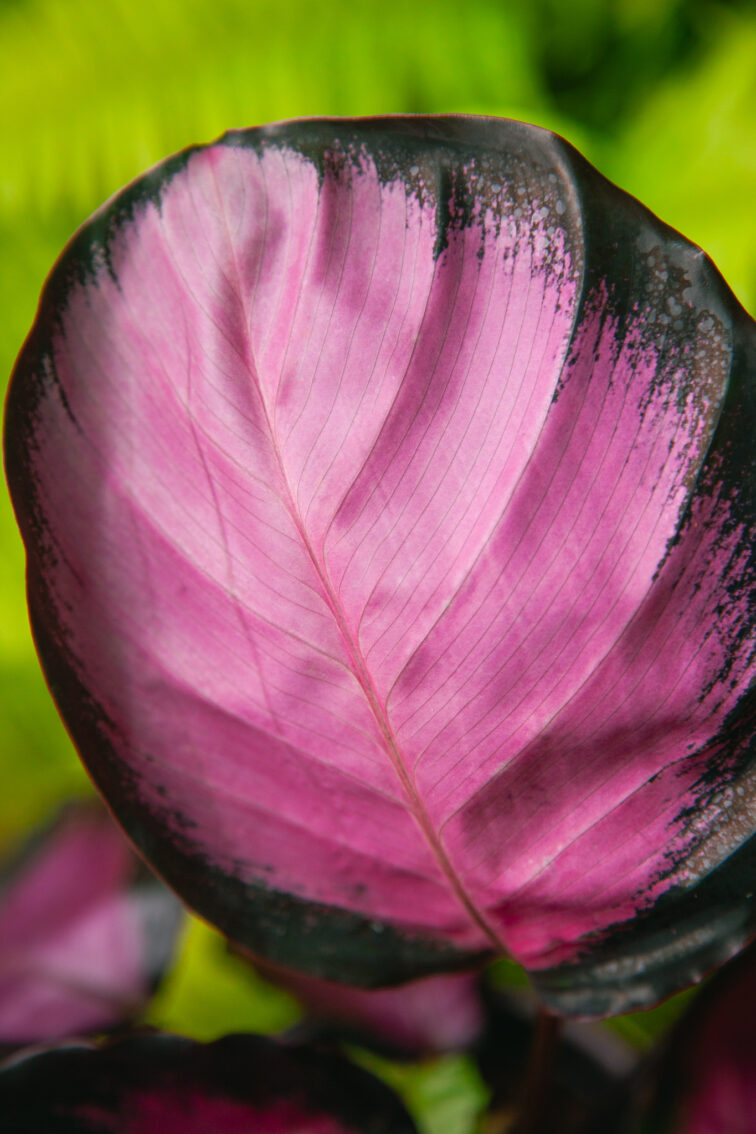 Zdjęcie rosliny doniczkowej Calathea roseopicta Rosy (Kalatea), ujęcie 3