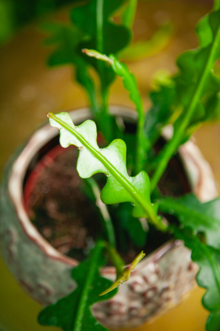 Zdjęcie rosliny doniczkowej Epiphyllum anguliger, ujęcie 4