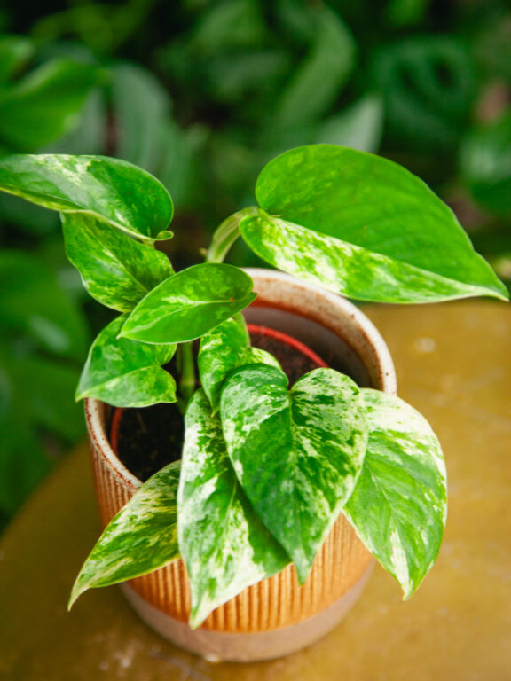 Zdjęcie rosliny doniczkowej Epipremnum Marble Queen, ujęcie 1