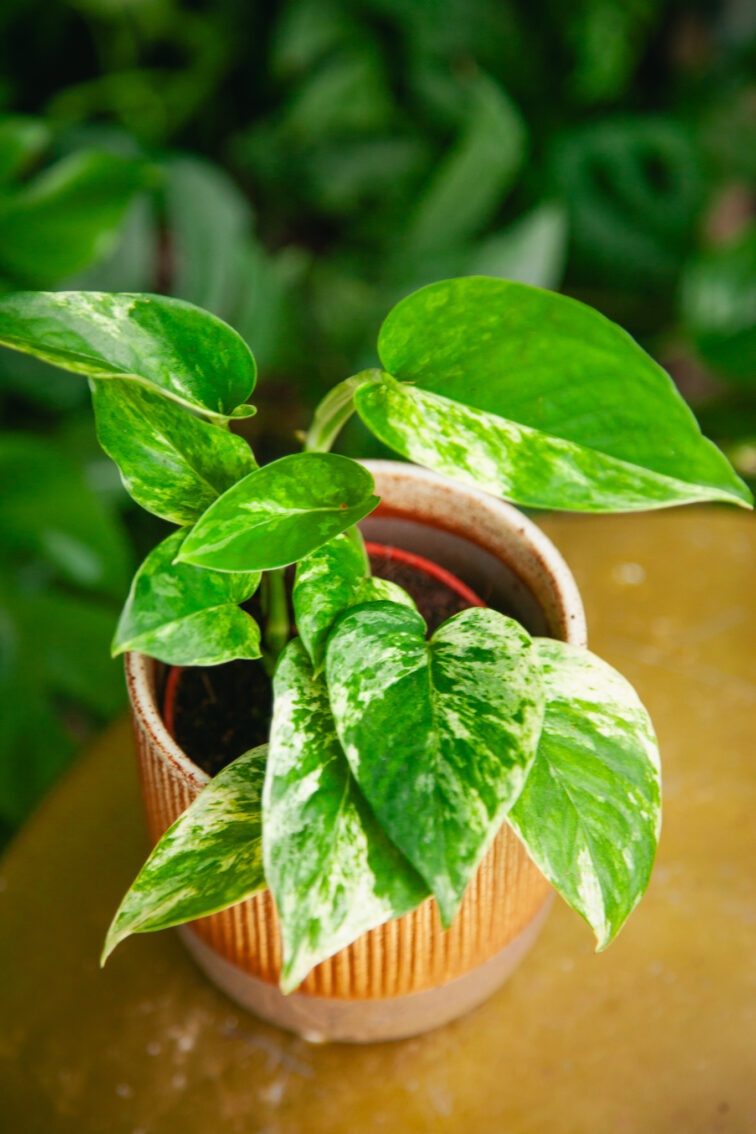 Zdjęcie rosliny doniczkowej Epipremnum Marble Queen, ujęcie 1