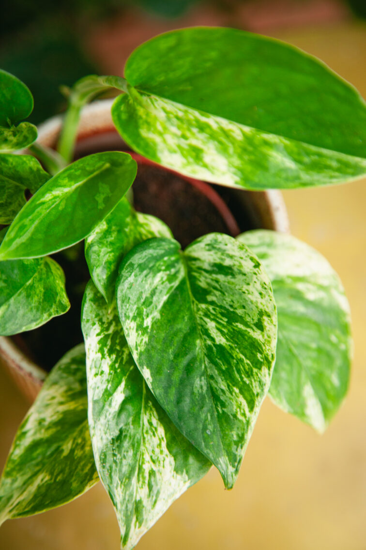 Zdjęcie rosliny doniczkowej Epipremnum Marble Queen, ujęcie 2