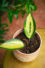 Zdjęcie rosliny doniczkowej Hoya latifolia Pot of Gold, ujęcie 1