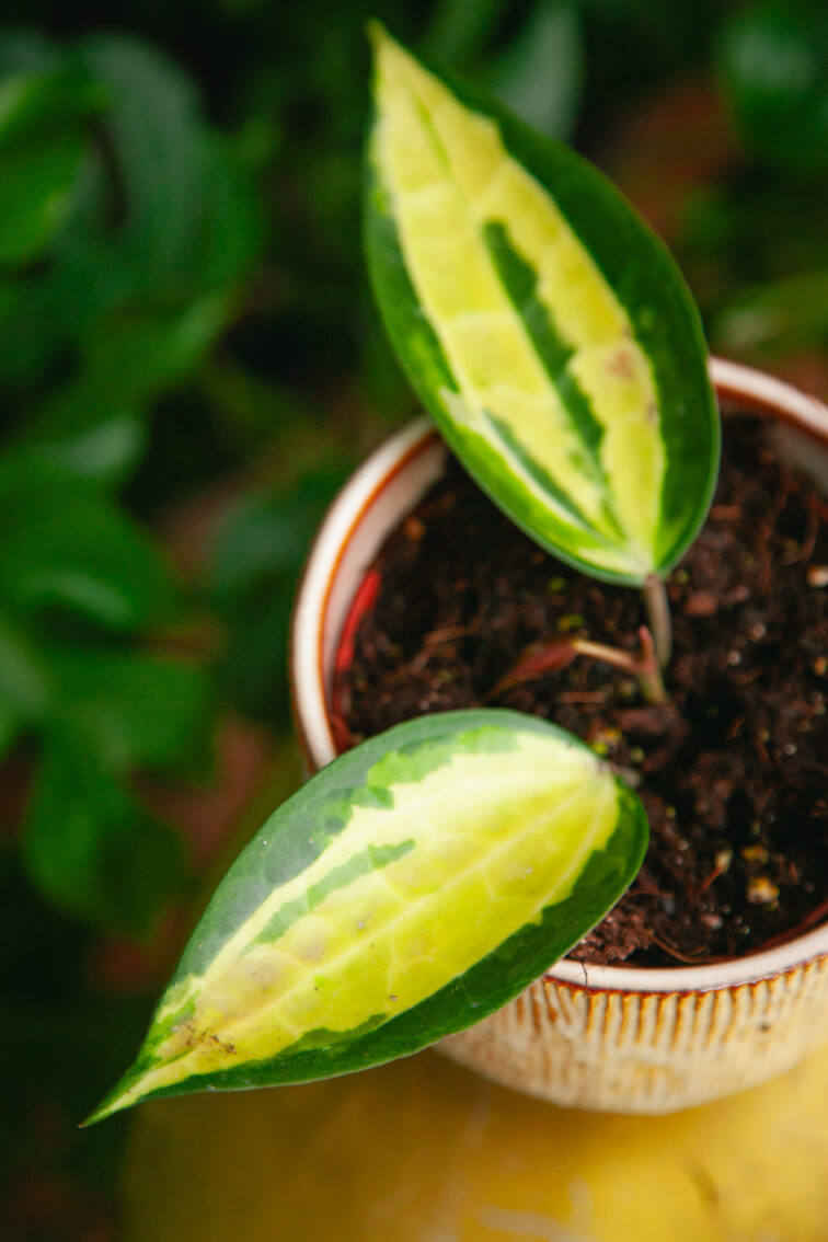 Zdjęcie rosliny doniczkowej Hoya latifolia Pot of Gold, ujęcie 2