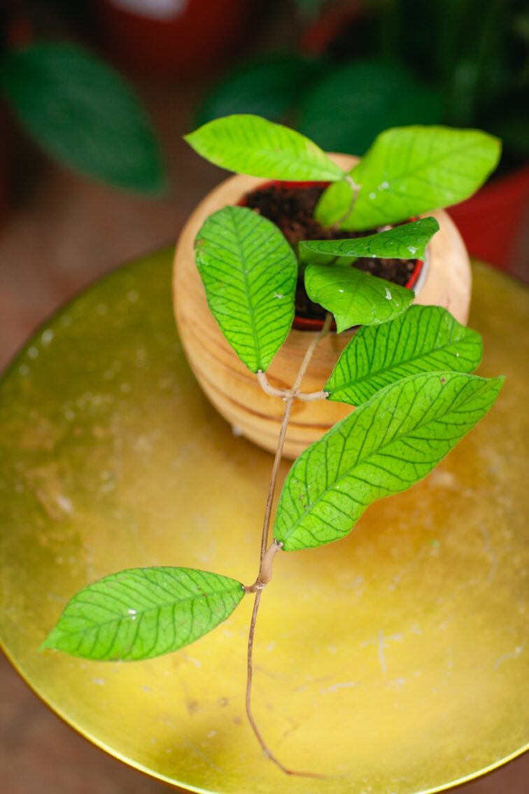 Zdjęcie rosliny doniczkowej Hoya Sp Sabah, ujęcie 1