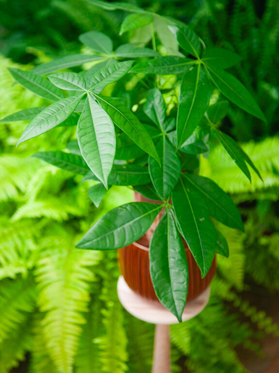 Zdjęcie rosliny doniczkowej Pachira Aquatica (Pachira Wodna), ujęcie 1