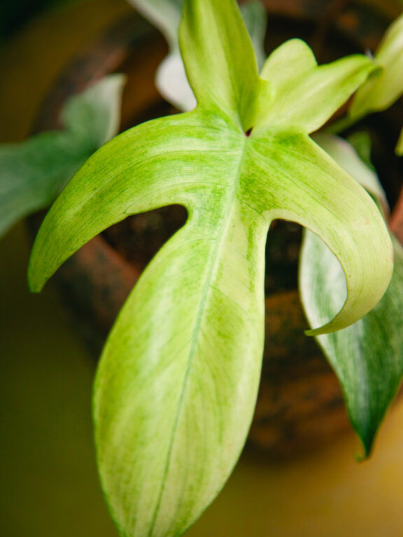 Zdjęcie rosliny doniczkowej Philodendron Florida Ghost, ujęcie 1