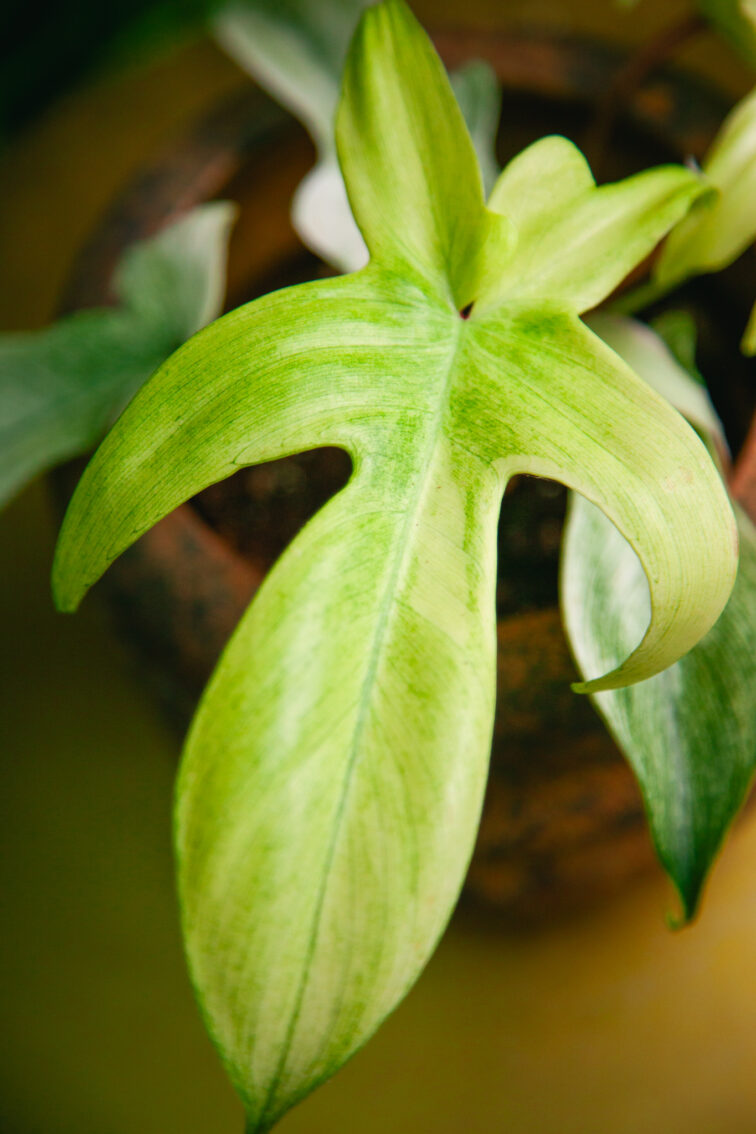 Zdjęcie rosliny doniczkowej Philodendron Florida Ghost, ujęcie 1