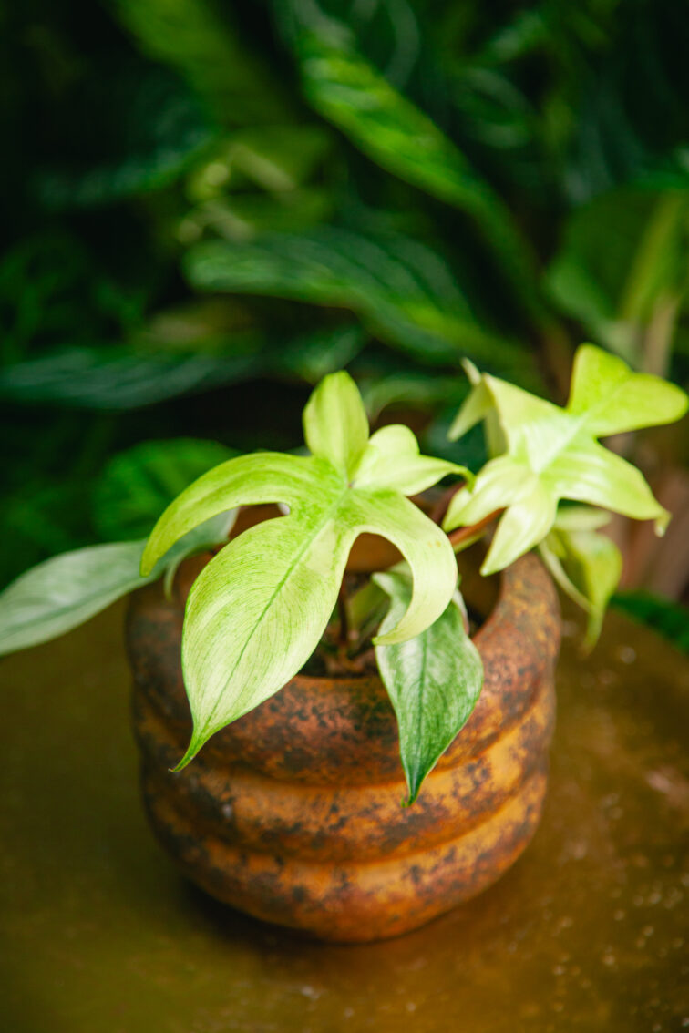 Zdjęcie rosliny doniczkowej Philodendron Florida Ghost, ujęcie 2