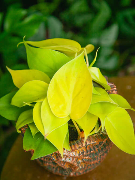 Zdjęcie rosliny doniczkowej Philodendron scandens Lemon Lime, ujęcie 1