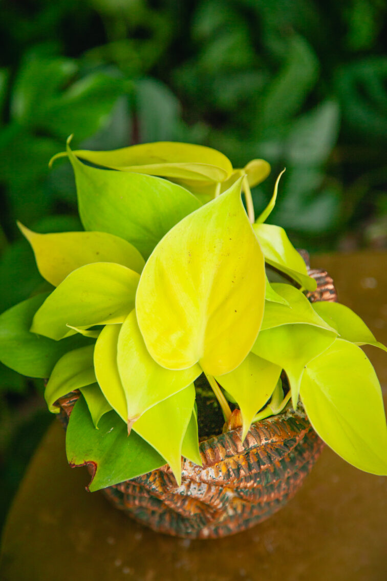 Zdjęcie rosliny doniczkowej Philodendron scandens Lemon Lime, ujęcie 1