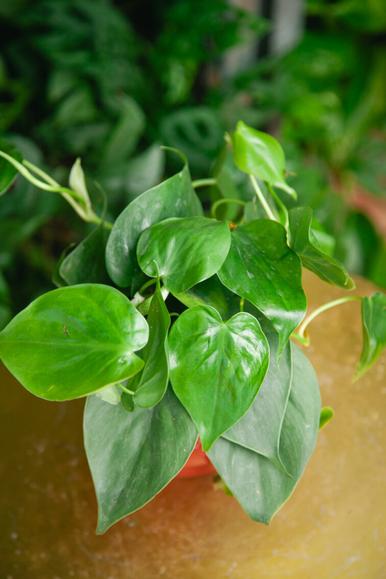 Zdjęcie rosliny doniczkowej Philodendron scandens (Filodendron pnący), ujęcie 1