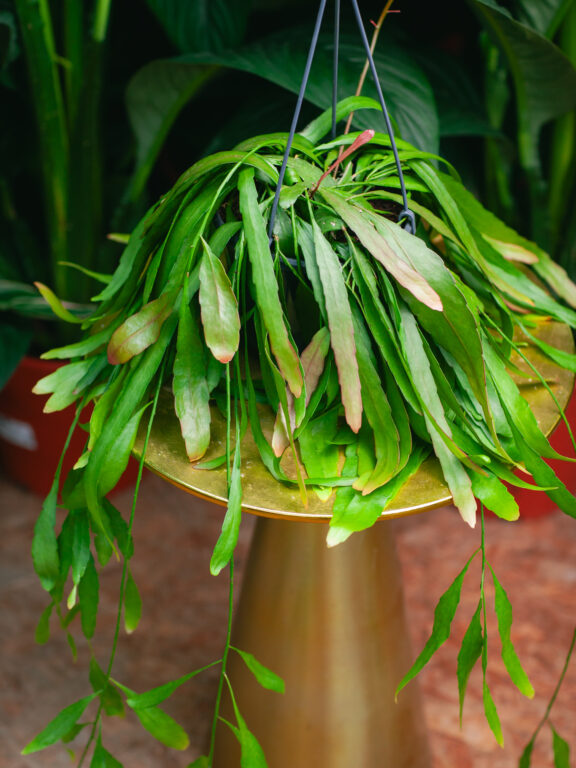 Zdjęcie rosliny doniczkowej Pseudorhipsalis ramulosa Red Coral (rhipsalis), ujęcie 1