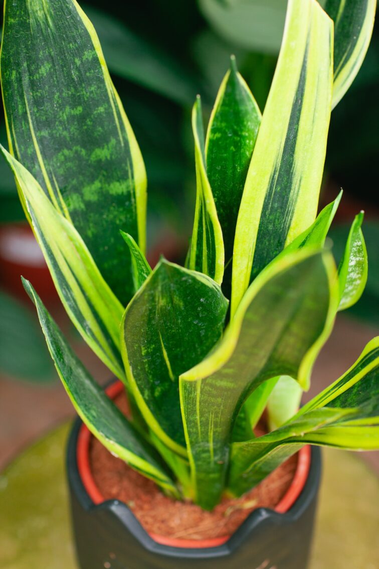 Zdjęcie rosliny doniczkowej Sansevieria Golden Flame, ujęcie 2