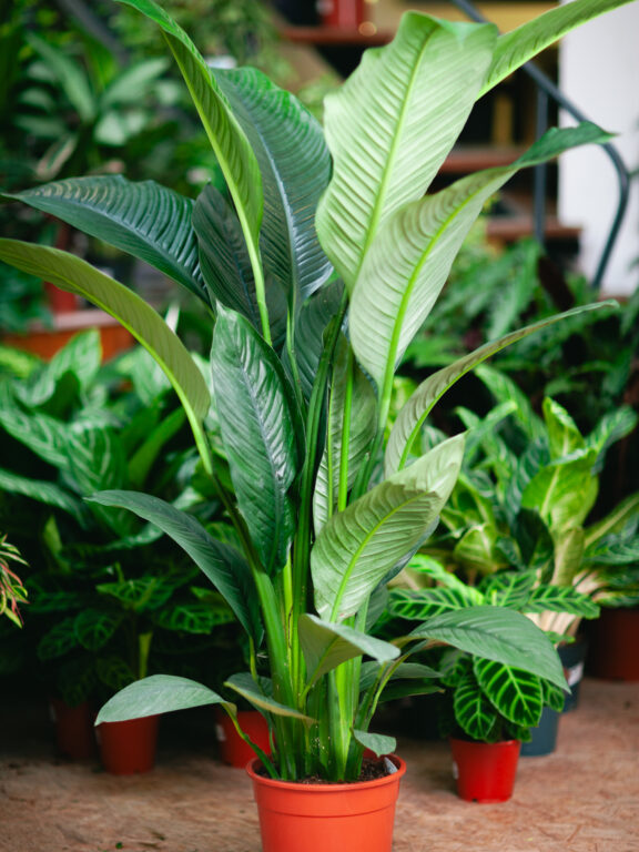 Zdjęcie rosliny doniczkowej Spathiphyllum Sensation (Skrzydłokwiat), ujęcie 1