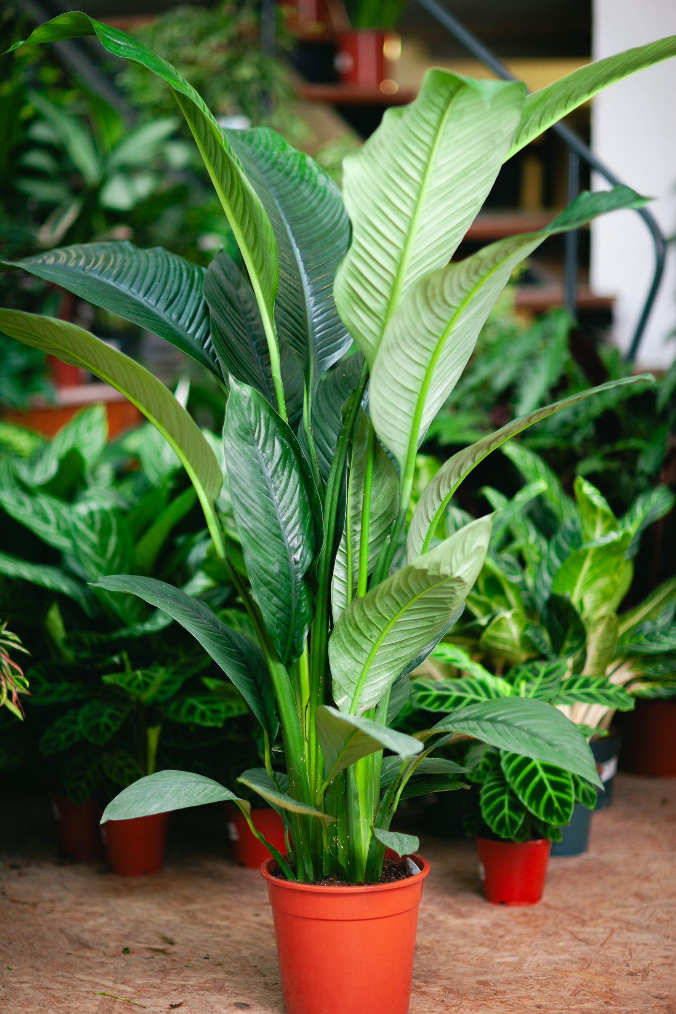 Zdjęcie rosliny doniczkowej Spathiphyllum Sensation (Skrzydłokwiat), ujęcie 1