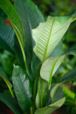 Zdjęcie rosliny doniczkowej Spathiphyllum Sensation (Skrzydłokwiat), ujęcie 2