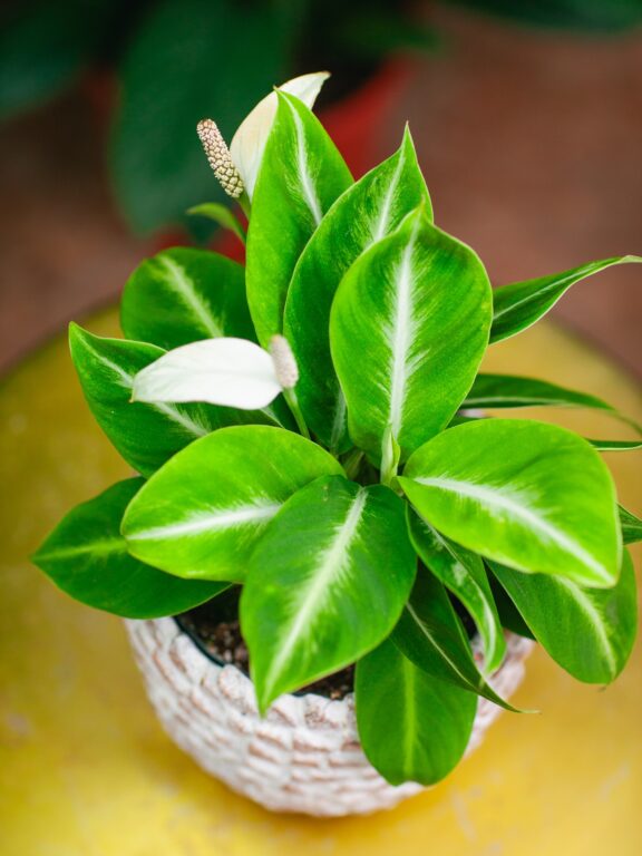 Zdjęcie rosliny doniczkowej Spathiphyllum Silver Streak, ujęcie 1