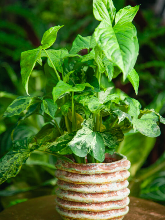 Zdjęcie rosliny doniczkowej Syngonium podophyllum "Mottled", ujęcie 1