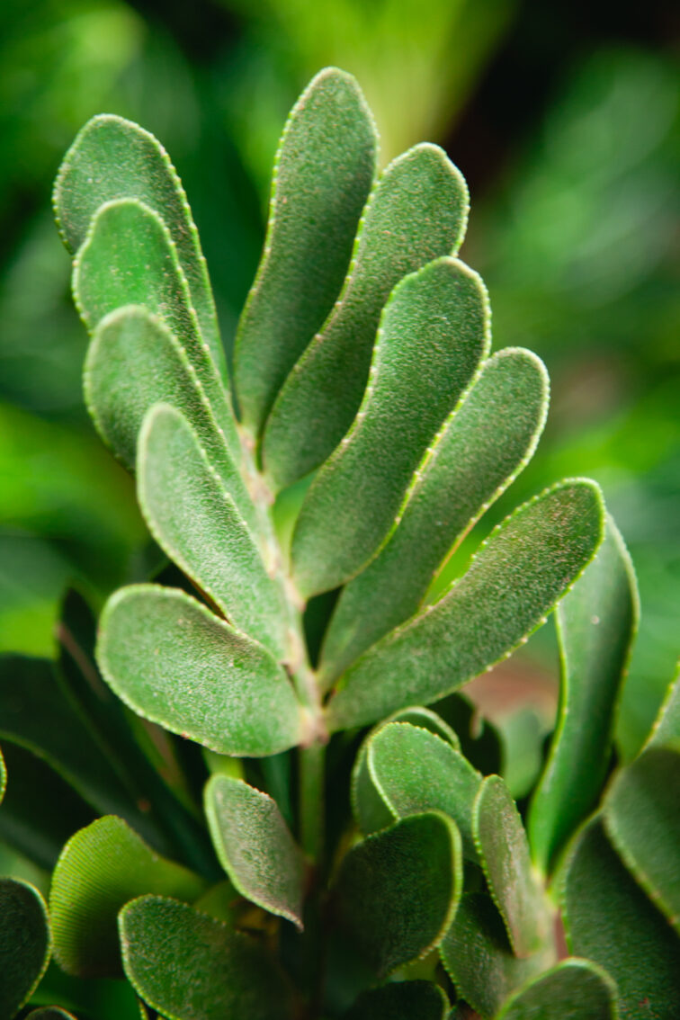 Zdjęcie rosliny doniczkowej zamia-furfuracea (Sagowiec jamajski), ujęcie 2