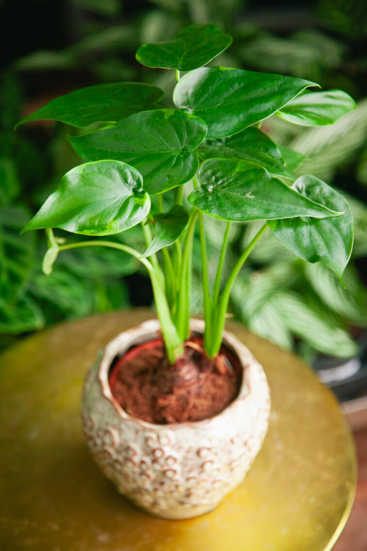 Zdjęcie rosliny doniczkowej Alocasia cucullata variegata, ujęcie 2