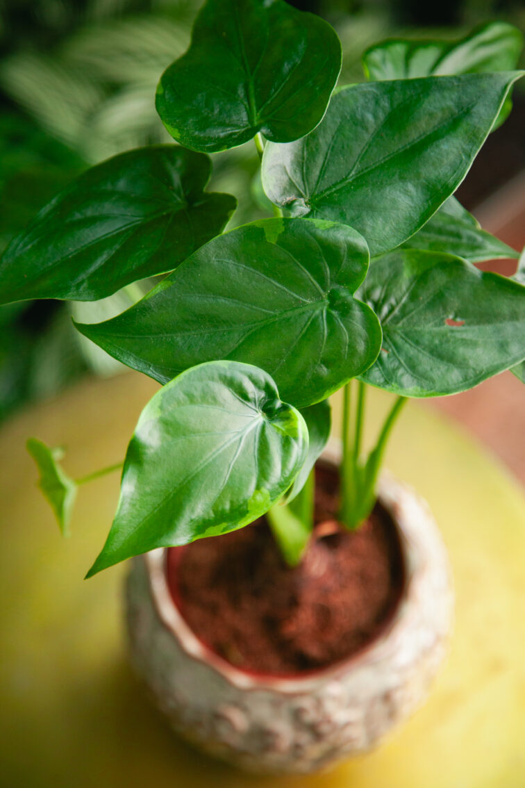 Zdjęcie rosliny doniczkowej Alocasia cucullata variegata, ujęcie 3