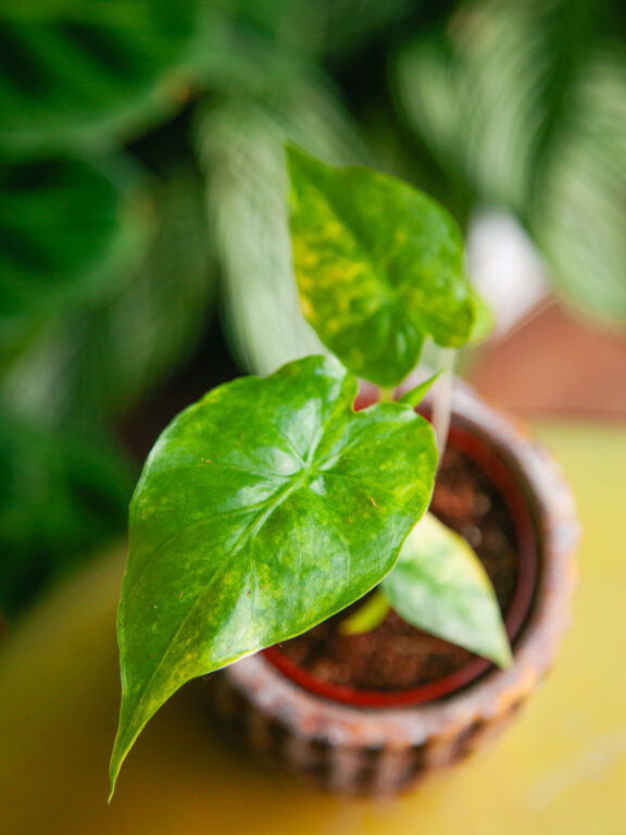 Zdjęcie rosliny doniczkowej Alocasia odora variegata Yellow, ujęcie 1