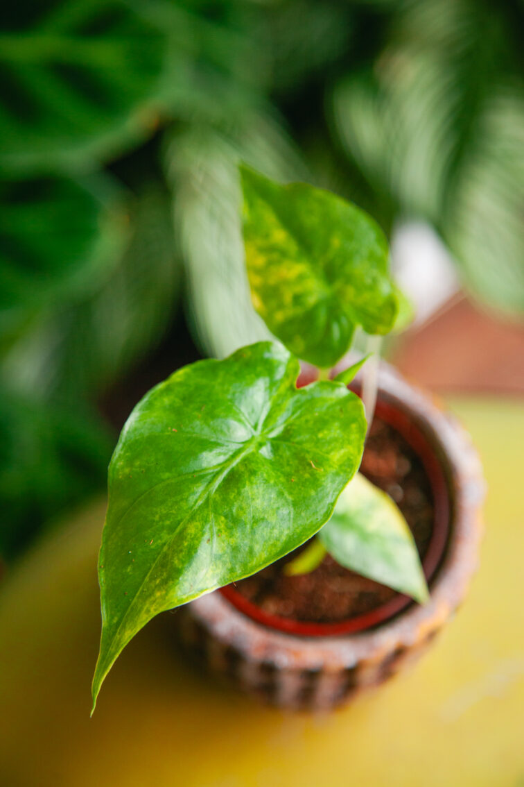 Zdjęcie rosliny doniczkowej Alocasia odora variegata Yellow, ujęcie 1