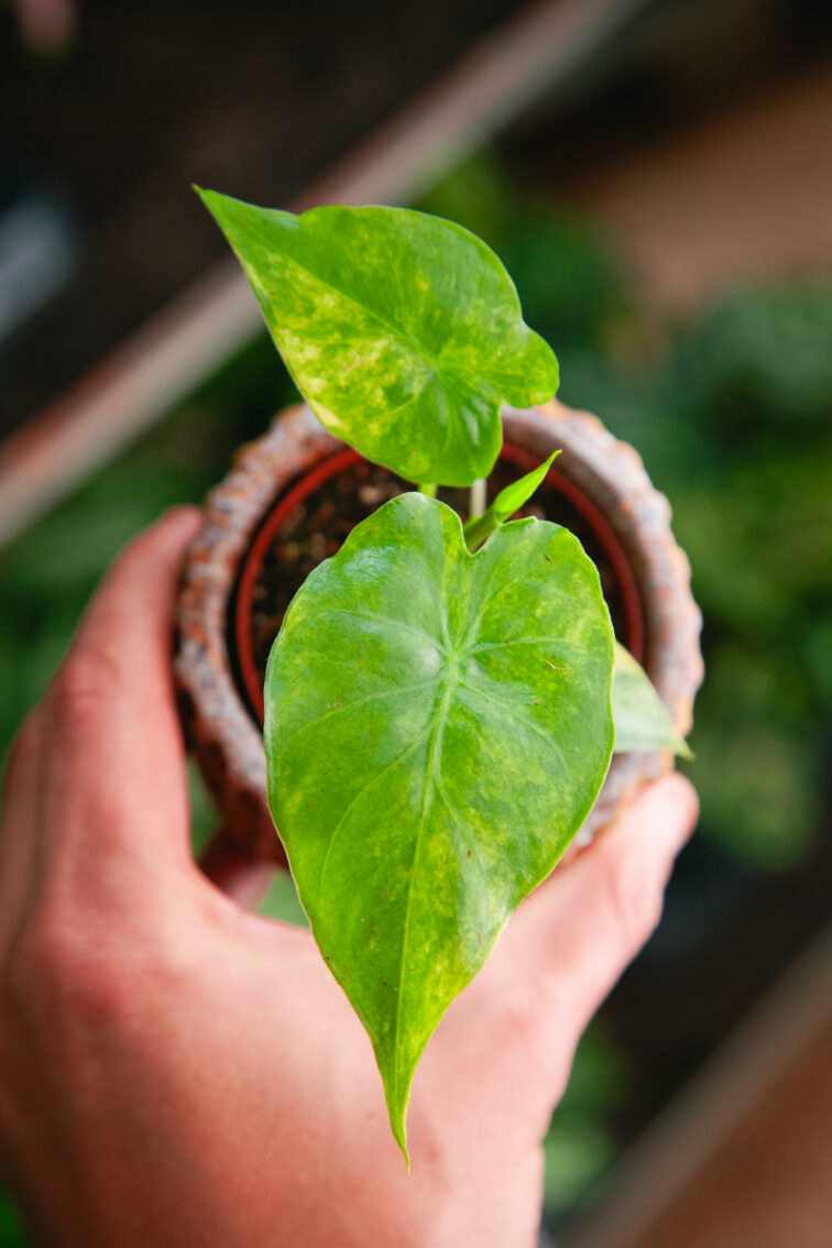 Zdjęcie rosliny doniczkowej Alocasia odora variegata Yellow, ujęcie 2