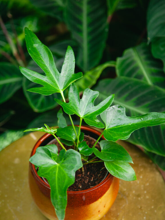 Zdjęcie rosliny doniczkowej Anthurium podophyllum, ujęcie 1