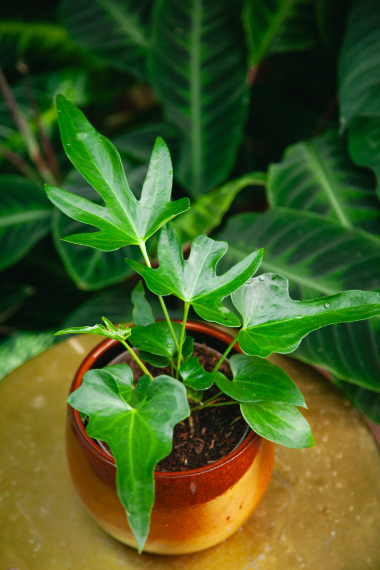 Zdjęcie rosliny doniczkowej Anthurium podophyllum, ujęcie 1