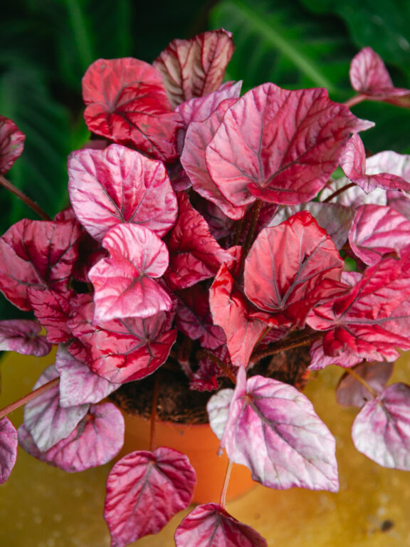 Zdjęcie rosliny doniczkowej Begonia Inca Flame, ujęcie 1