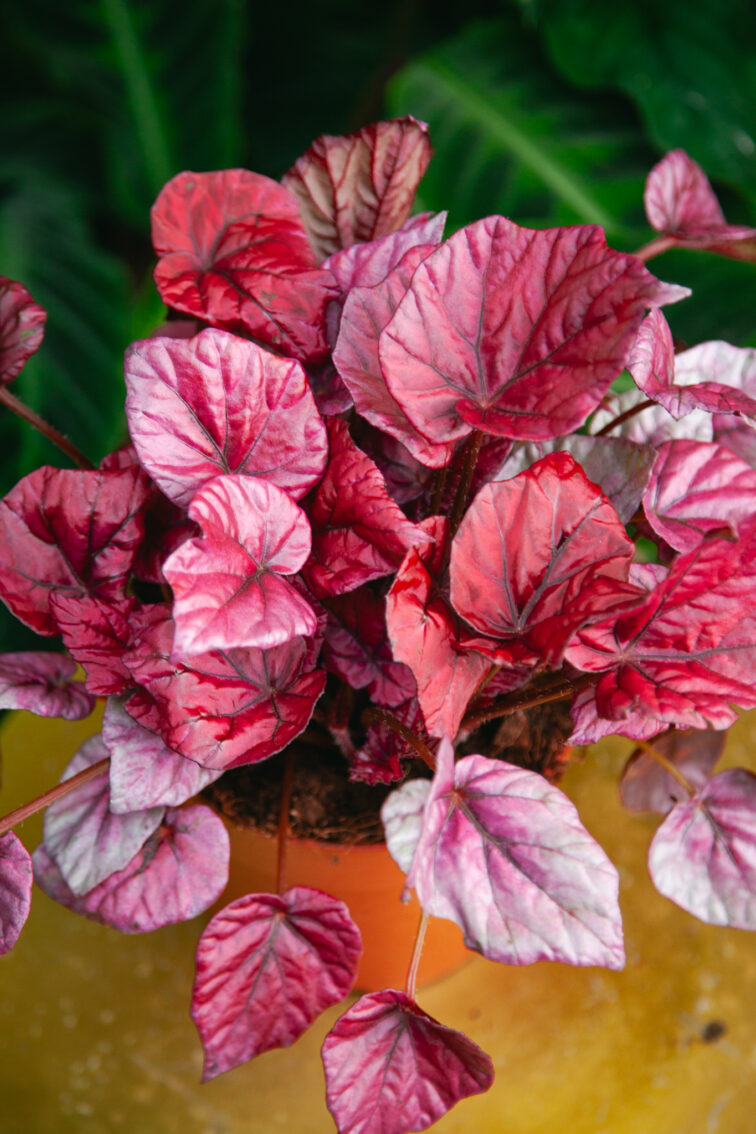 Zdjęcie rosliny doniczkowej Begonia Inca Flame, ujęcie 1