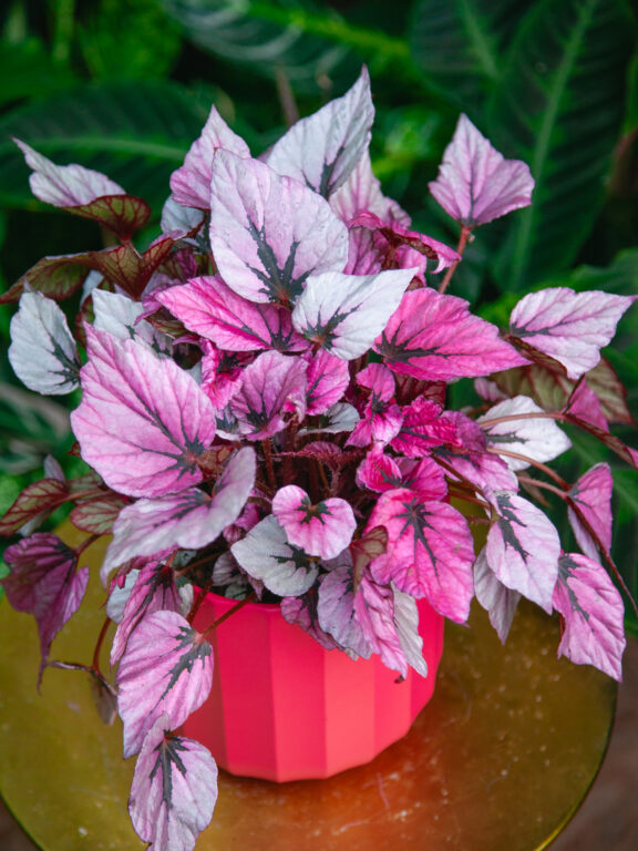 Zdjęcie rosliny doniczkowej Begonia Indian Summer, ujęcie 1