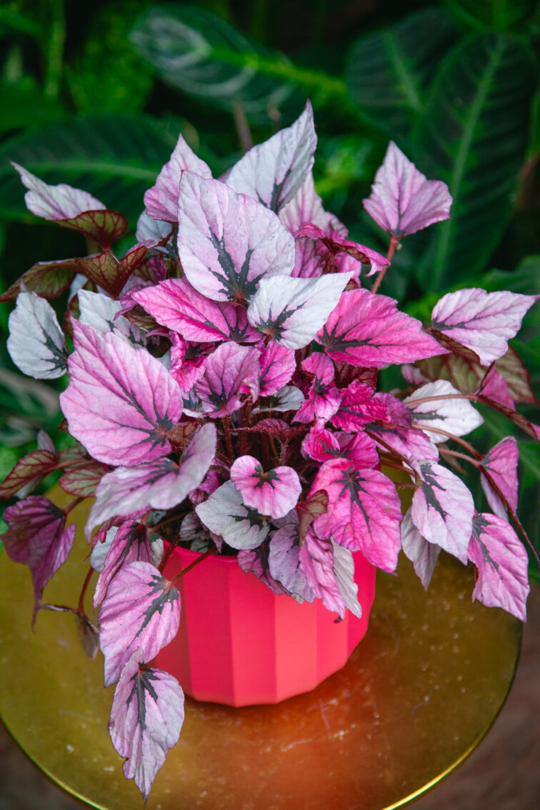 Zdjęcie rosliny doniczkowej Begonia Indian Summer, ujęcie 1